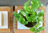 Golden Pothos – Plant Care Guide